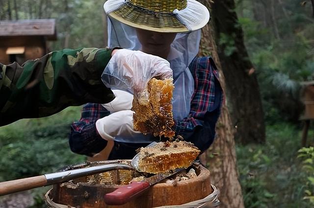 蜂蜜价格一斤多少钱（一斤蜂蜜的价格）