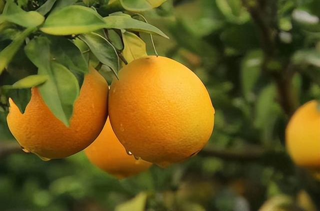 橘子有哪些品种 百度网盘（广西橘子有哪些品种）